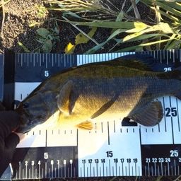 スモールマウスバス