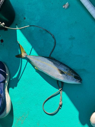 ヒラマサの釣果