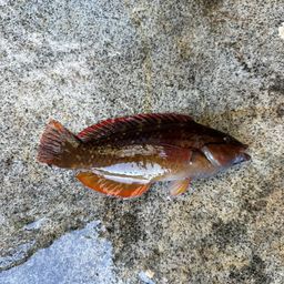 アカササノハベラ