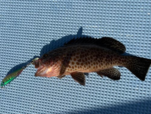 アオハタの釣果