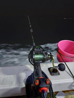 カンパチの釣果