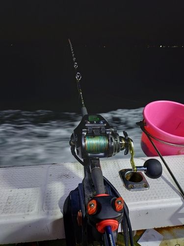 カンパチの釣果