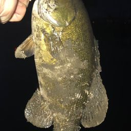 スモールマウスバス