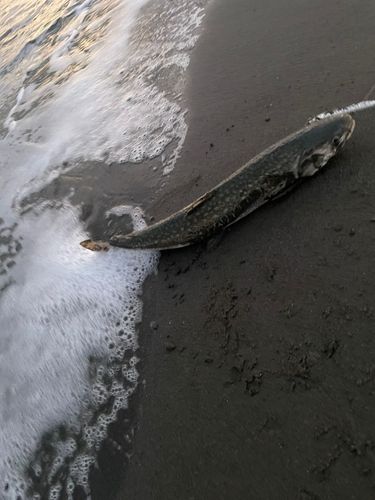 アメマスの釣果