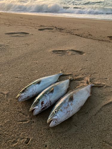 ヤズの釣果
