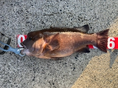 コブダイの釣果