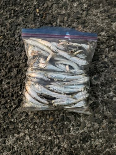 カタクチイワシの釣果