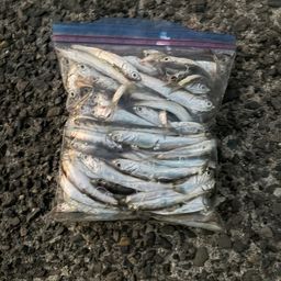 カタクチイワシ