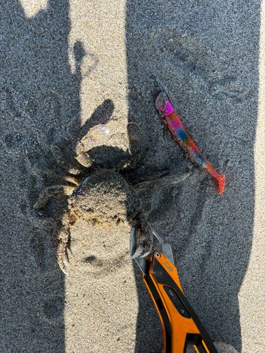 ヒラツメガニの釣果