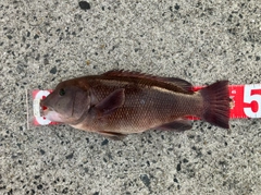 コブダイの釣果