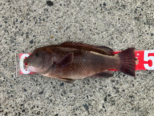 コブダイの釣果