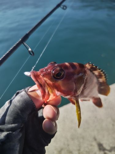 アカハタの釣果