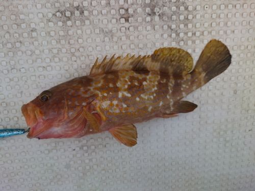 キジハタの釣果