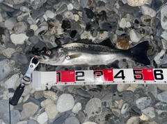 ヒラスズキの釣果