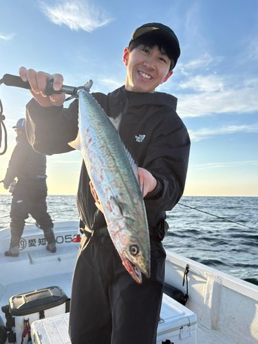 サワラの釣果