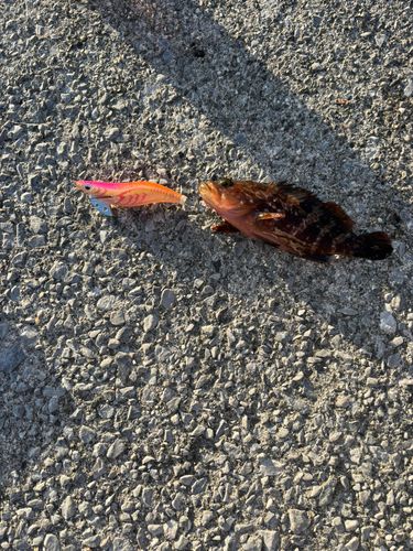 アカハタの釣果