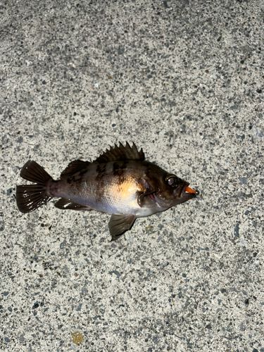 メバルの釣果