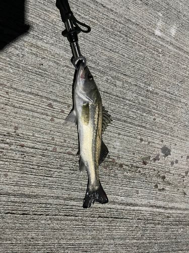 塩屋漁港（熊本）