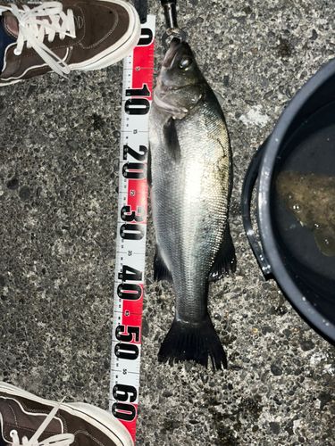 ヒラスズキの釣果