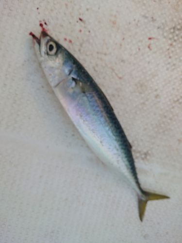 サバの釣果