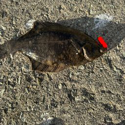 クロガシラガレイ