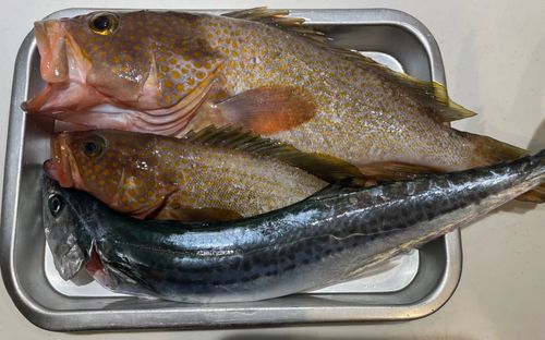 キジハタの釣果