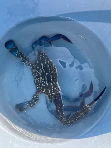 ワタリガニの釣果