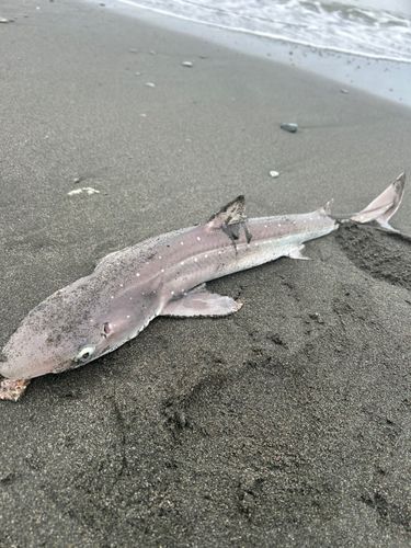 ホシザメの釣果