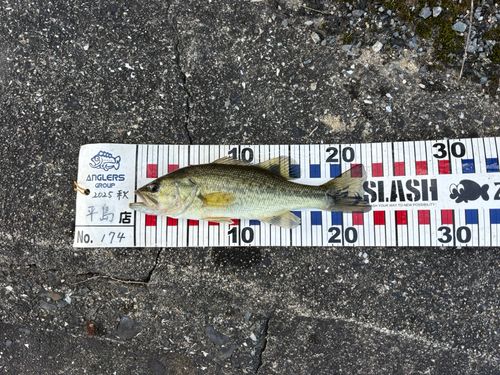 ブラックバスの釣果