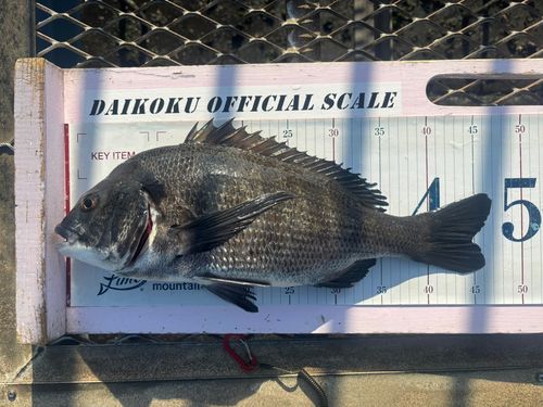 クロダイの釣果