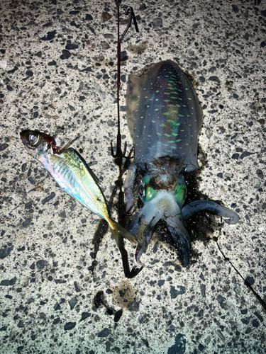 ミズイカの釣果