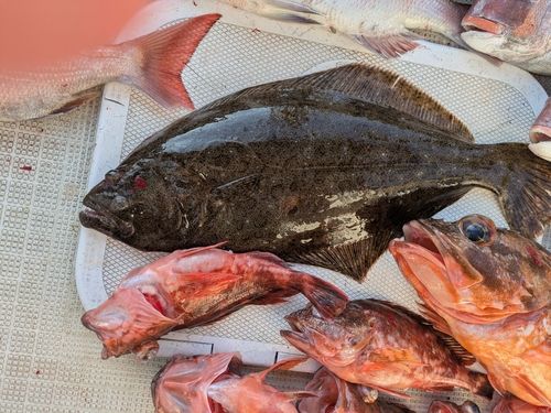ヒラメの釣果