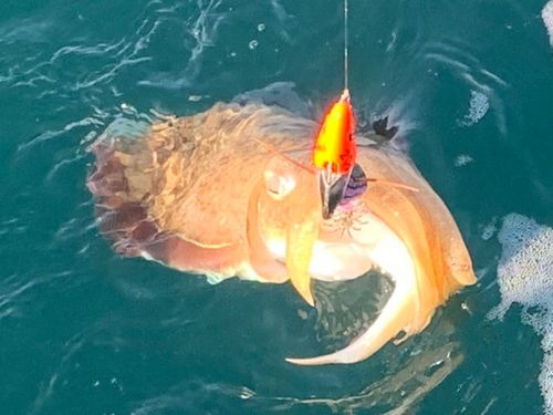 モンゴウイカの釣果