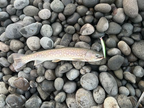 アメマスの釣果