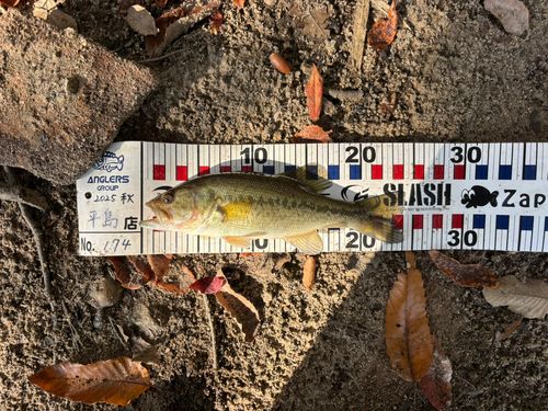 ブラックバスの釣果