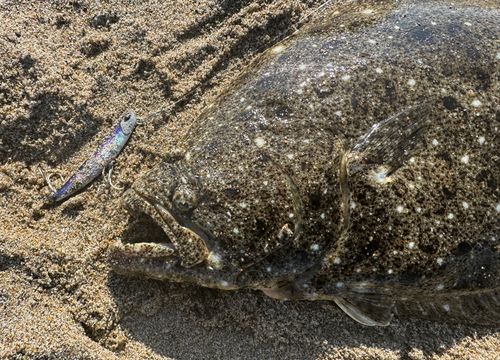 ヒラメの釣果