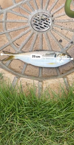 コノシロの釣果