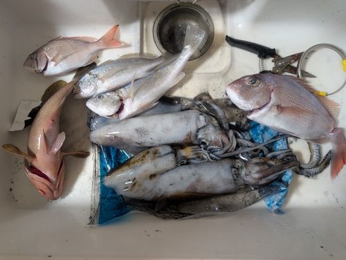 アオリイカの釣果