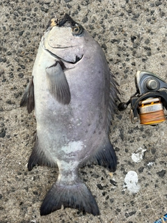 イシダイの釣果