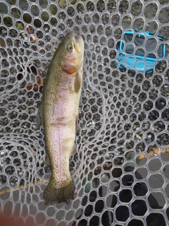 ニジマスの釣果