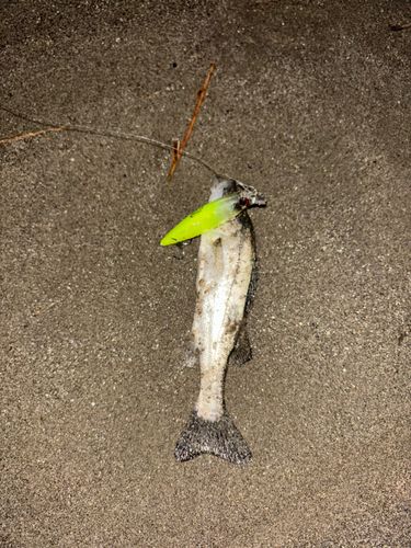 セイゴ（タイリクスズキ）の釣果