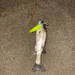 セイゴ（タイリクスズキ）