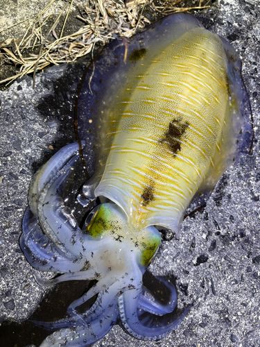 周防大島（屋代島）