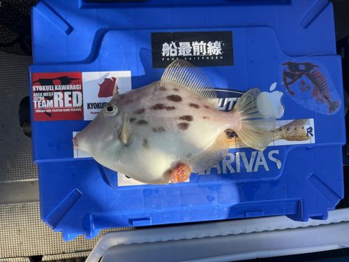 カワハギの釣果