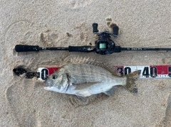 ミナミクロダイの釣果