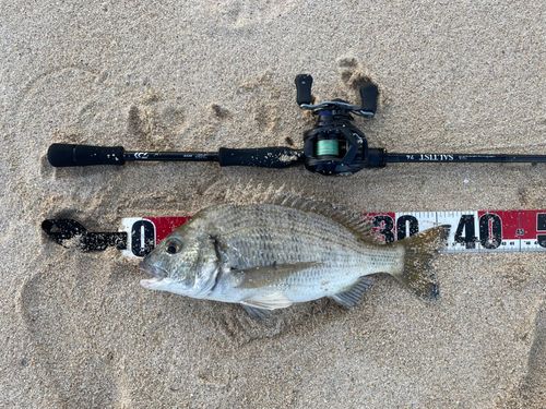 ミナミクロダイの釣果