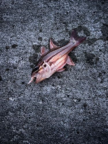 オオスジイシモチの釣果