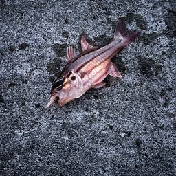 オオスジイシモチ