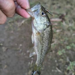 ラージマウスバス