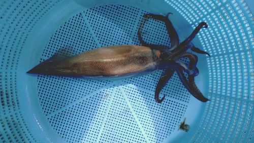 スルメイカの釣果